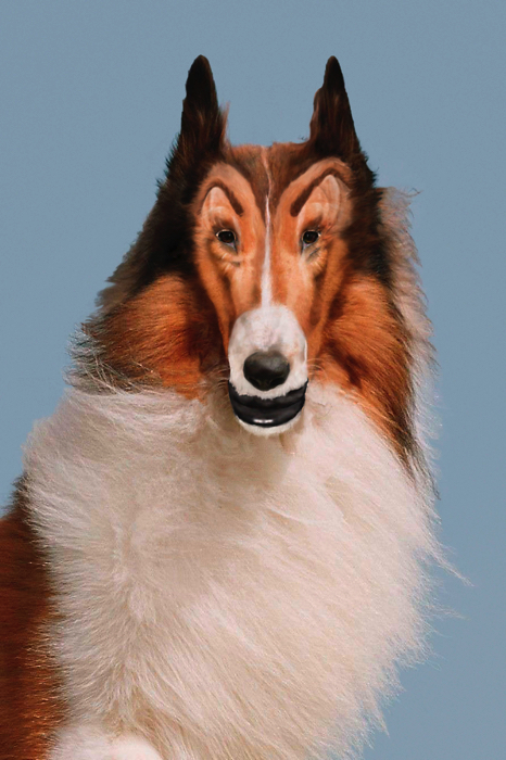 Reconstructed Lassie, 2012 C-Print 76.2 x 50.8 cm